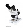 Loupe binoculaire Labs S10-30N Stéréo - Tête inclinée