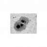 Helioscope visuel et photo coulant 50.8 mm